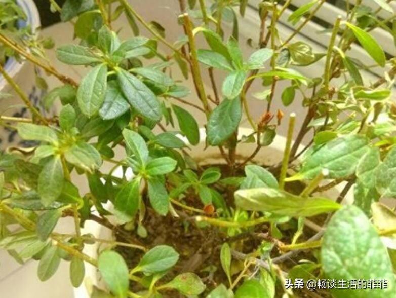 杜鹃花叶子枯萎一碰就掉是怎么回事呢?