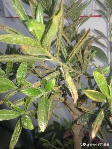 杜鹃花叶子枯萎一碰就掉是怎么回事呢?