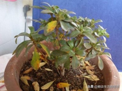 ​杜鹃花叶子枯萎一碰就掉是怎么回事呢？