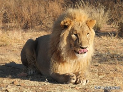 ​《狮子王》里经常出现的这几种动物，在非洲的真实生存状况如何？