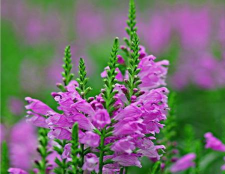 漂亮的随意草 漂亮的随意草