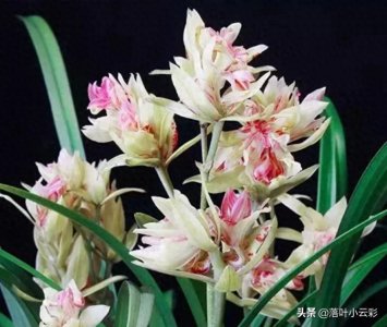 ​奇花之首“富山奇蝶”，花色淡雅，花香独特，新手好养