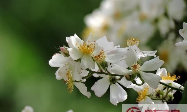 人至荼靡是什么意思