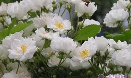 荼靡花的寓意,花开荼蘼的结局是什么图3