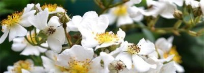 ​荼靡花的寓意,花开荼蘼的结局是什么