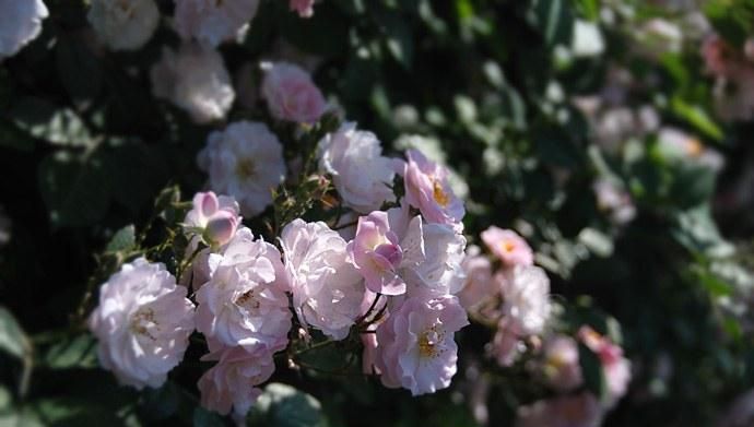 荼靡是什么意思啊