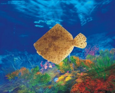 ​曾经的餐桌“大佬”，因药残事件价格暴跌，多宝鱼如今怎么样了？