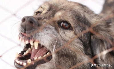 ​银川杀人魔程鹏，豢养恶犬杀人喂狗，逃亡途中还盗窃派出所