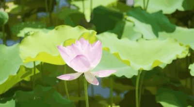 ​免费赏！洪湖公园百亩荷花即将绽放，还有最新花展消息