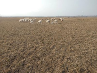 ​在农村同时种20亩地养20只羊，种养结合，1年能有多少利润？