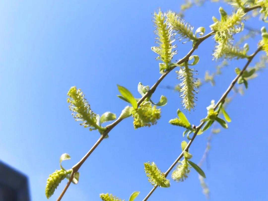 晚春是几月份到几月份(早春和晚春有什么区别)