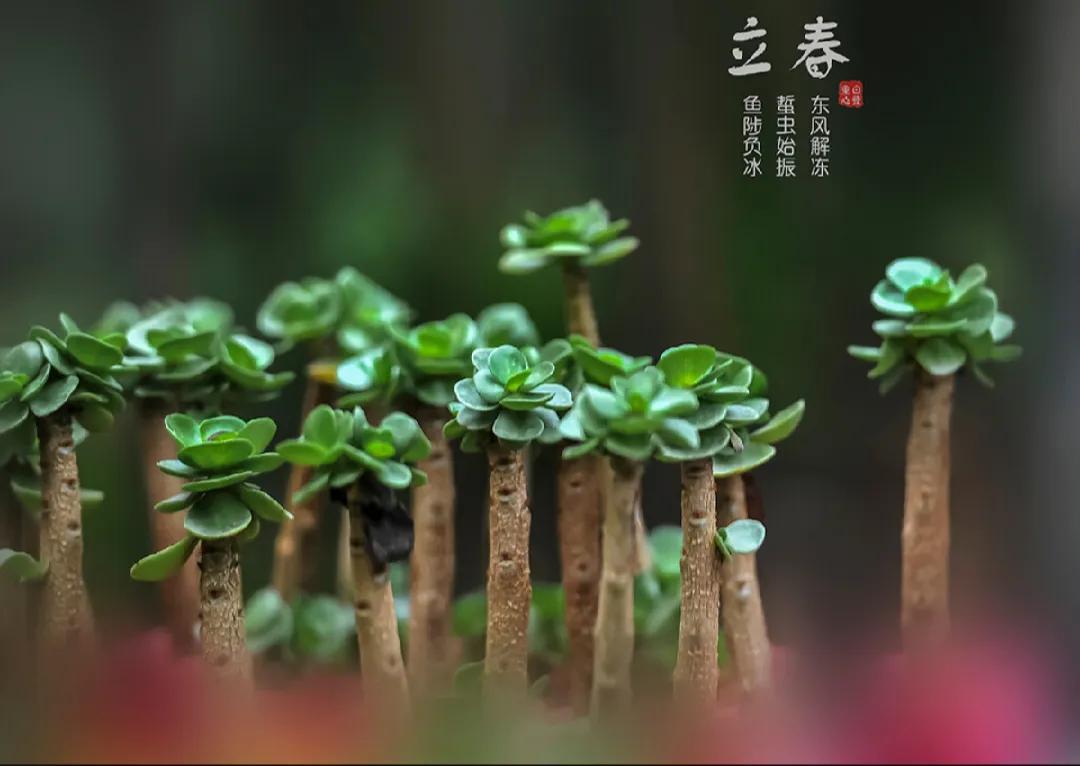 晚春是几月份到几月份(早春和晚春有什么区别)