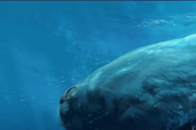 ​巨齿鲨的祖先