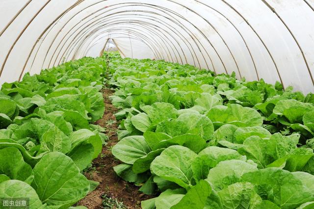 有机蔬菜种植技术讲解（有机蔬菜种植管理技术要点）(3)