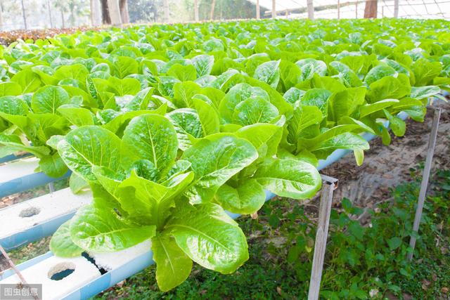 有机蔬菜种植技术讲解（有机蔬菜种植管理技术要点）(8)