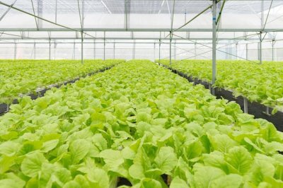 ​有机蔬菜种植技术讲解（有机蔬菜种植管理技术要点）