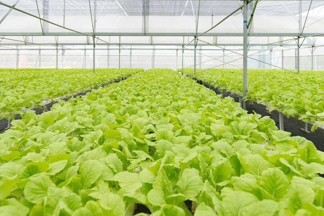 有机蔬菜种植技术讲解（有机蔬菜种植管理技术要点）(1)