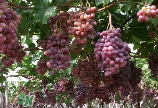 马陆葡萄多少钱一斤？马陆葡萄什么时候上市