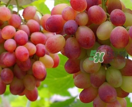 马陆葡萄多少钱一斤？马陆葡萄什么时候上市