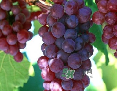 ​马陆葡萄多少钱一斤？马陆葡萄什么时候上市