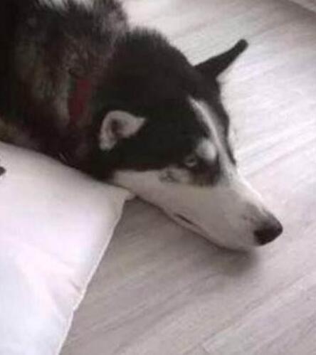 发朋友圈说二哈拆什么都不拆这个,看完照片,朋友笑喷了!