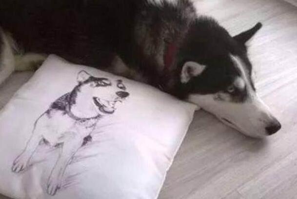 发朋友圈说二哈拆什么都不拆这个,看完照片,朋友笑喷了!