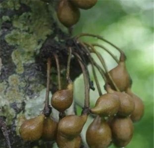 ​这种美味吃了之后，放屁都是香的，被欧洲皇家贵族视若珍宝！