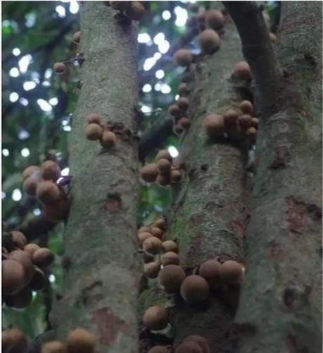 这种美味吃了之后，放屁都是香的，被欧洲皇家贵族视若珍宝！