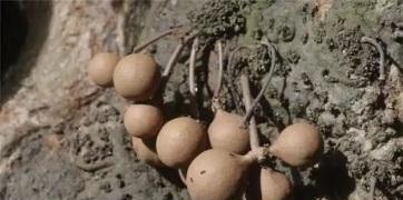 这种美味吃了之后，放屁都是香的，被欧洲皇家贵族视若珍宝！