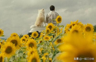 ​电影《星守之犬》：温情与生命的交响乐章