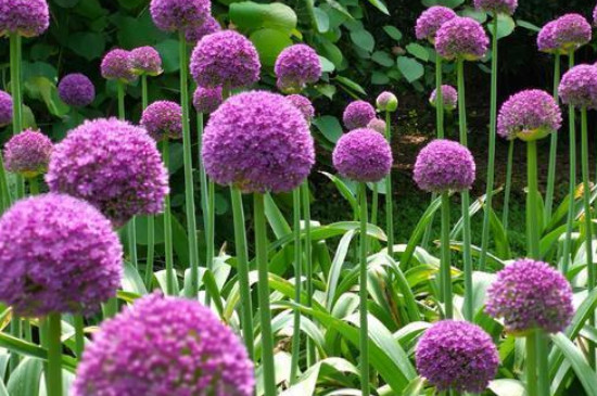 大花葱什么时候种植(图2)