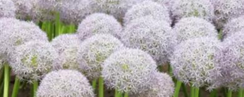 大花葱什么时候种植(图1)