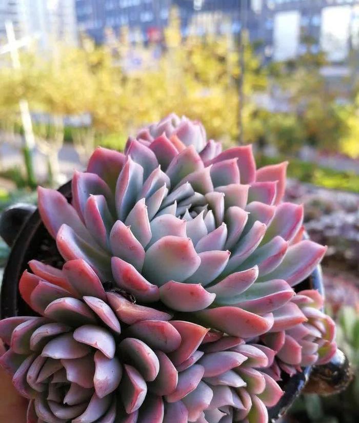 紫罗兰女王,多肉中的高冷紫色玫瑰,黑腐或化水后应该怎么养护