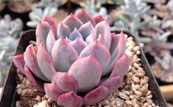 紫罗兰女王,多肉中的高冷紫色玫瑰,黑腐或化水后应该怎么养护