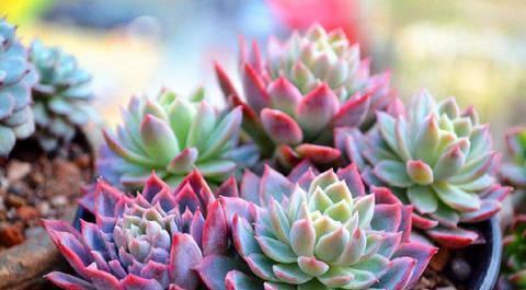 紫罗兰女王,多肉中的高冷紫色玫瑰,黑腐或化水后应该怎么养护