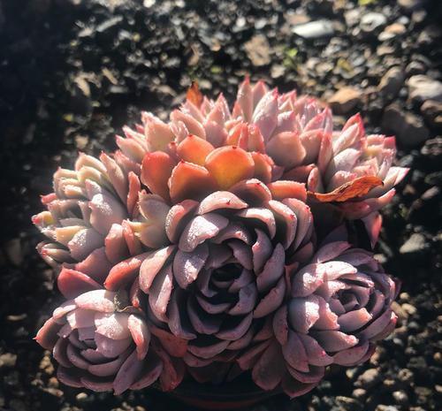 紫罗兰女王,多肉中的高冷紫色玫瑰,黑腐或化水后应该怎么养护