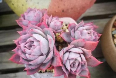 ​紫罗兰女王，多肉中的高冷紫色玫瑰，黑腐或化水后应该怎么养护