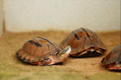 ​好惨！金钱龟跌到了几百块一只，揭秘背后原因与未来趋势