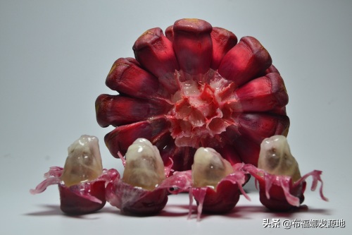 贵州锦屏黑老虎种植发源地，成熟的布福娜太美了，看着都很想吃