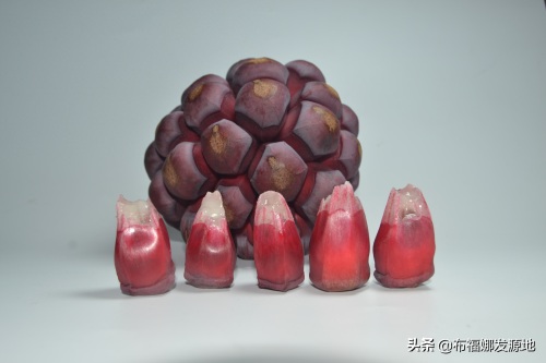 贵州锦屏黑老虎种植发源地，成熟的布福娜太美了，看着都很想吃