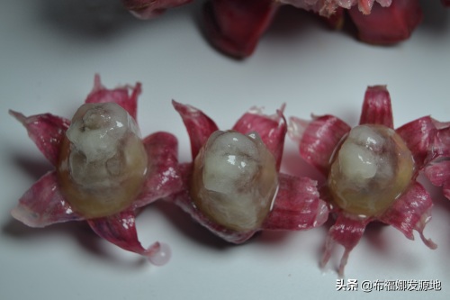 贵州锦屏黑老虎种植发源地，成熟的布福娜太美了，看着都很想吃