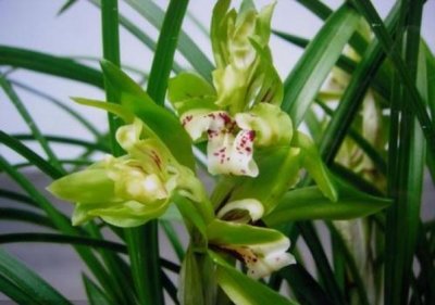 ​春兰花开幽雅香，又名多兰晚恋寓