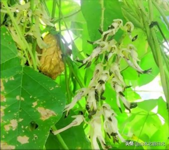 ​狗爪豆也叫老虎豆