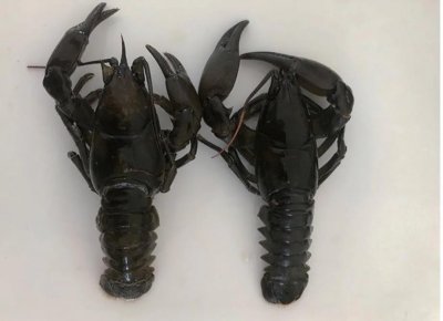 ​你真的能分清蝲蛄和小龙虾吗？