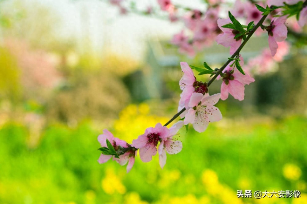 20幅春天摄影作品欣赏，满眼姹紫嫣红，美女楚楚动人