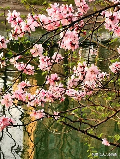 20幅春天摄影作品欣赏，满眼姹紫嫣红，美女楚楚动人