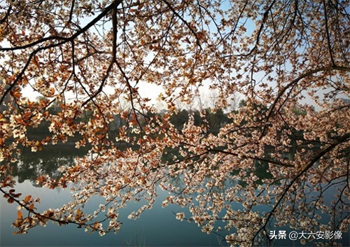 20幅春天摄影作品欣赏，满眼姹紫嫣红，美女楚楚动人