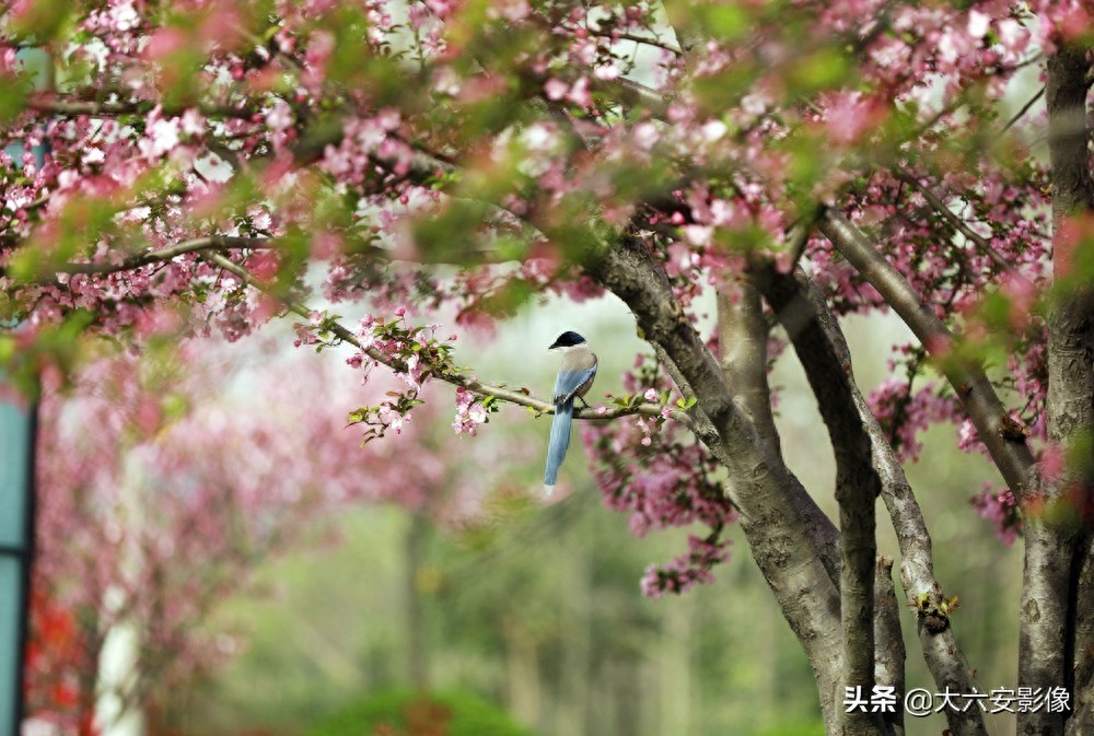 20幅春天摄影作品欣赏，满眼姹紫嫣红，美女楚楚动人