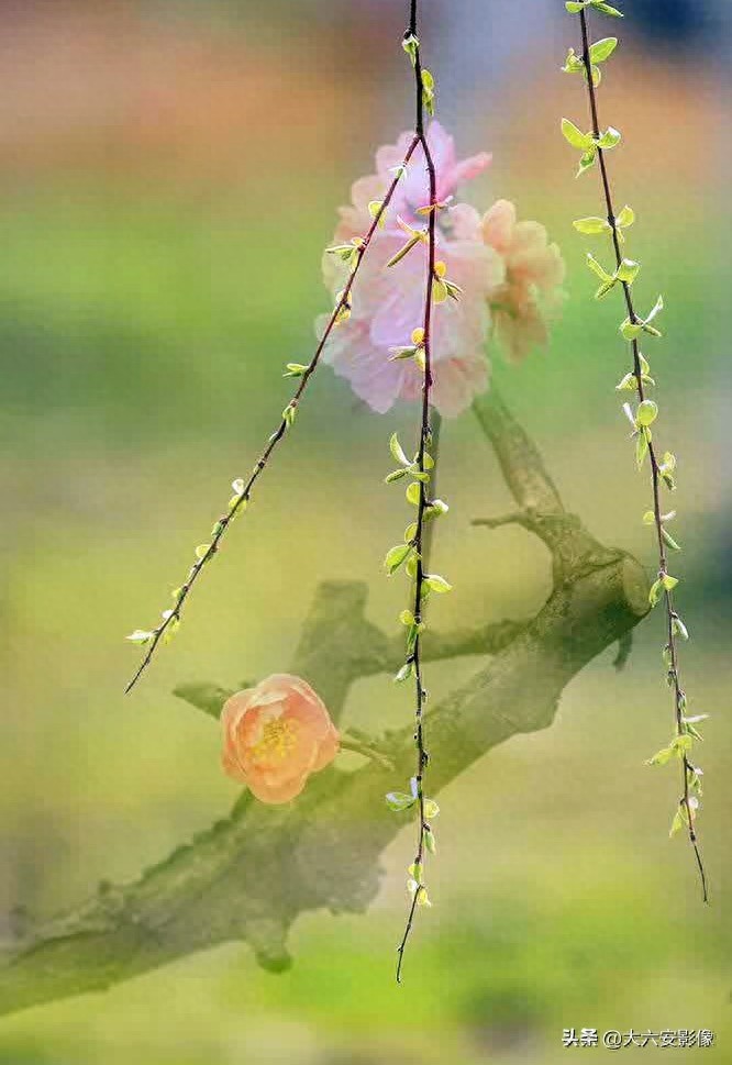 20幅春天摄影作品欣赏，满眼姹紫嫣红，美女楚楚动人