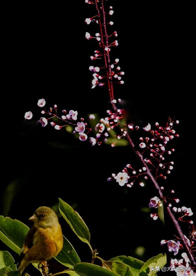 20幅春天摄影作品欣赏，满眼姹紫嫣红，美女楚楚动人